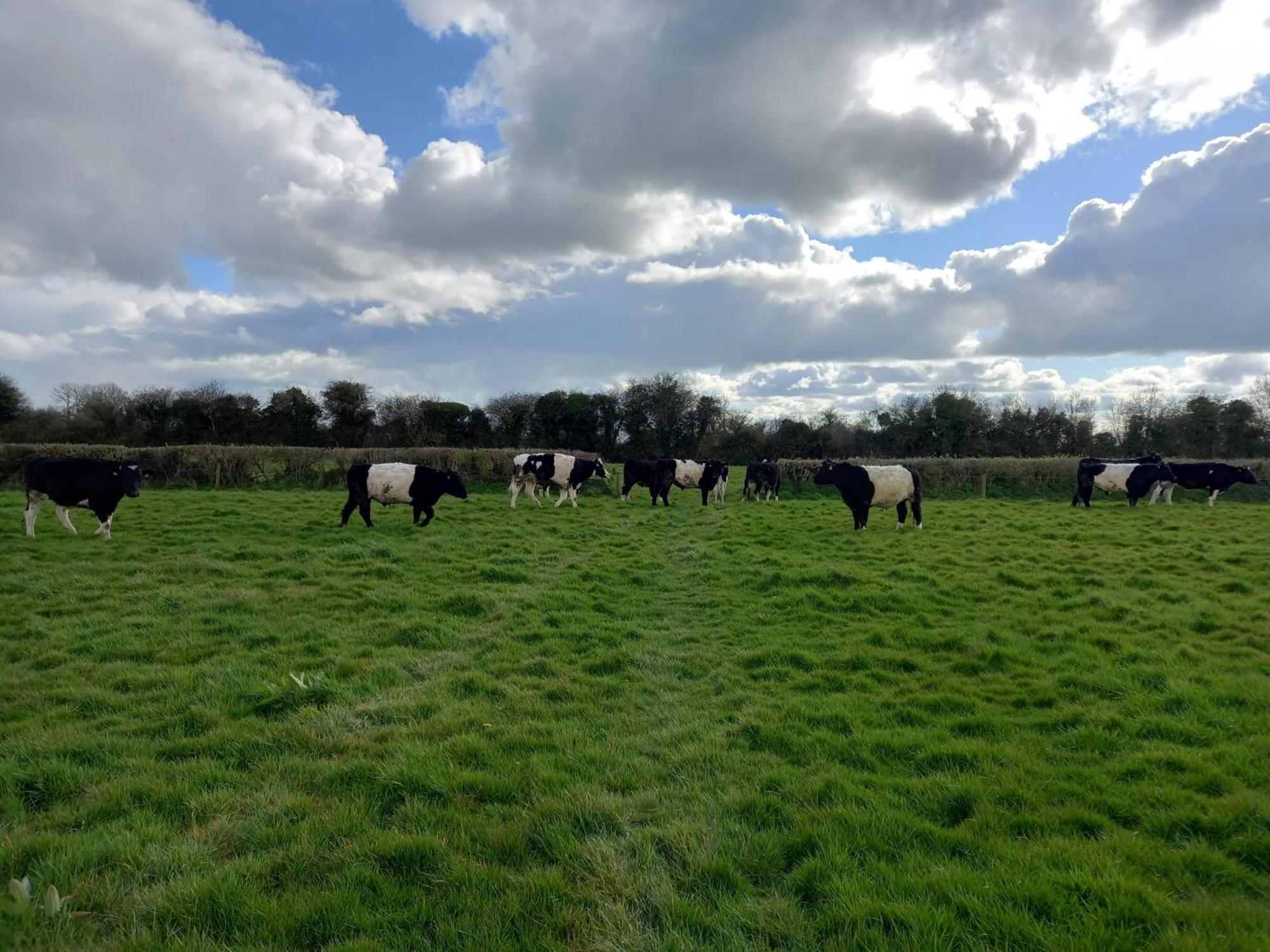Kitty'S Cottage - Horse And Jockey, Cashel Thurles Exterior foto