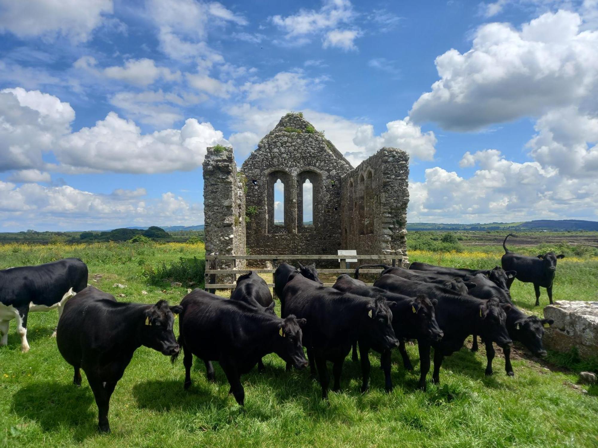Kitty'S Cottage - Horse And Jockey, Cashel Thurles Exterior foto
